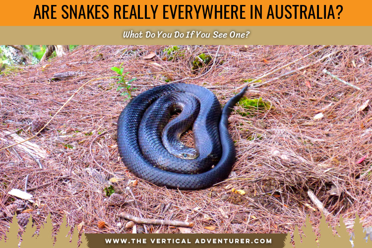 tiger snake