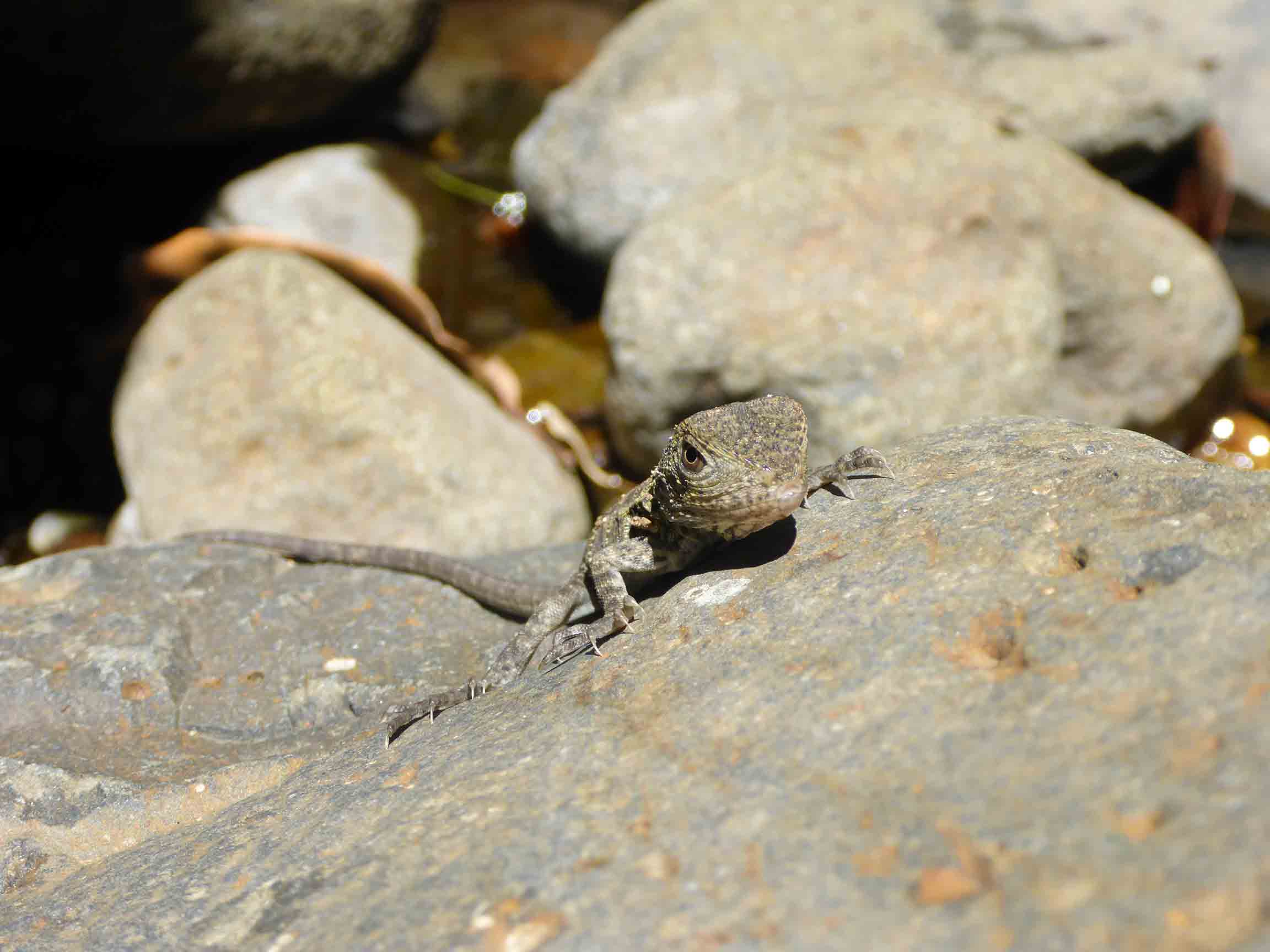 Lizard on rock Lamington National Park