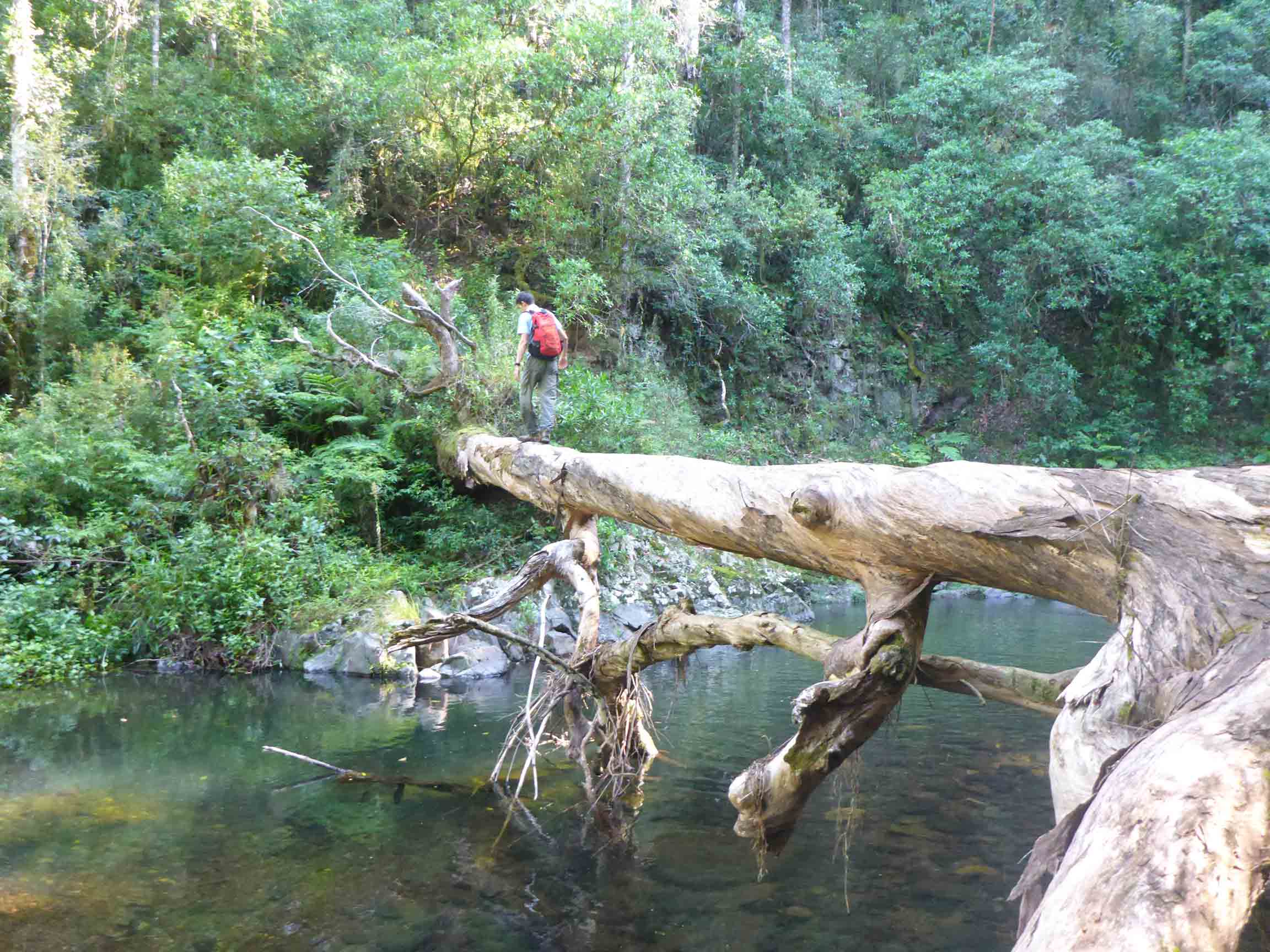 crossing fallen tree Lamington National Park