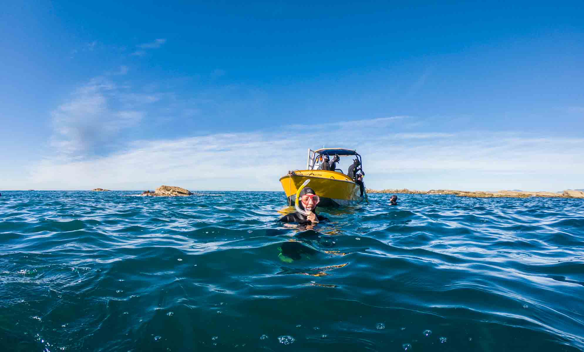 seal swim Kaikoura