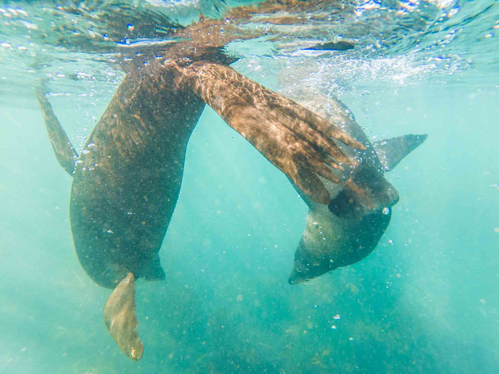 seal swim Kaikoura